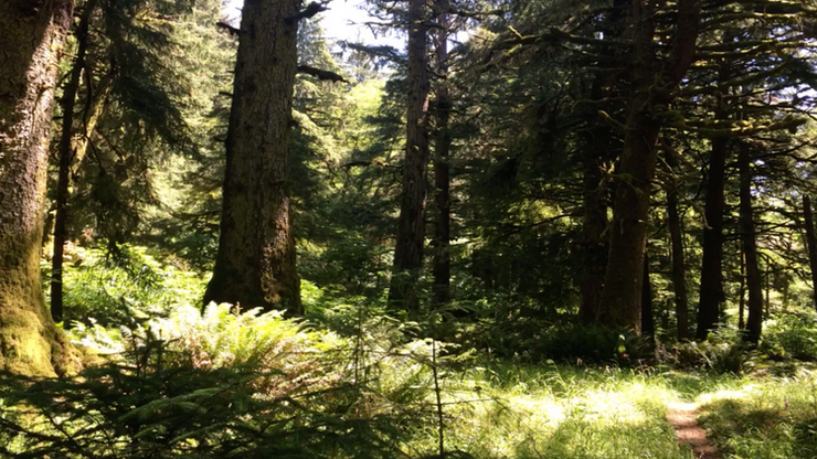 Strolling Through the Trees